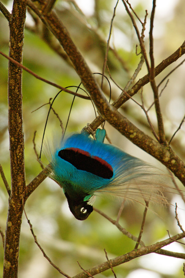 RareForestBirds (3)